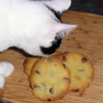 Remove kitten from biccies and enjoy!